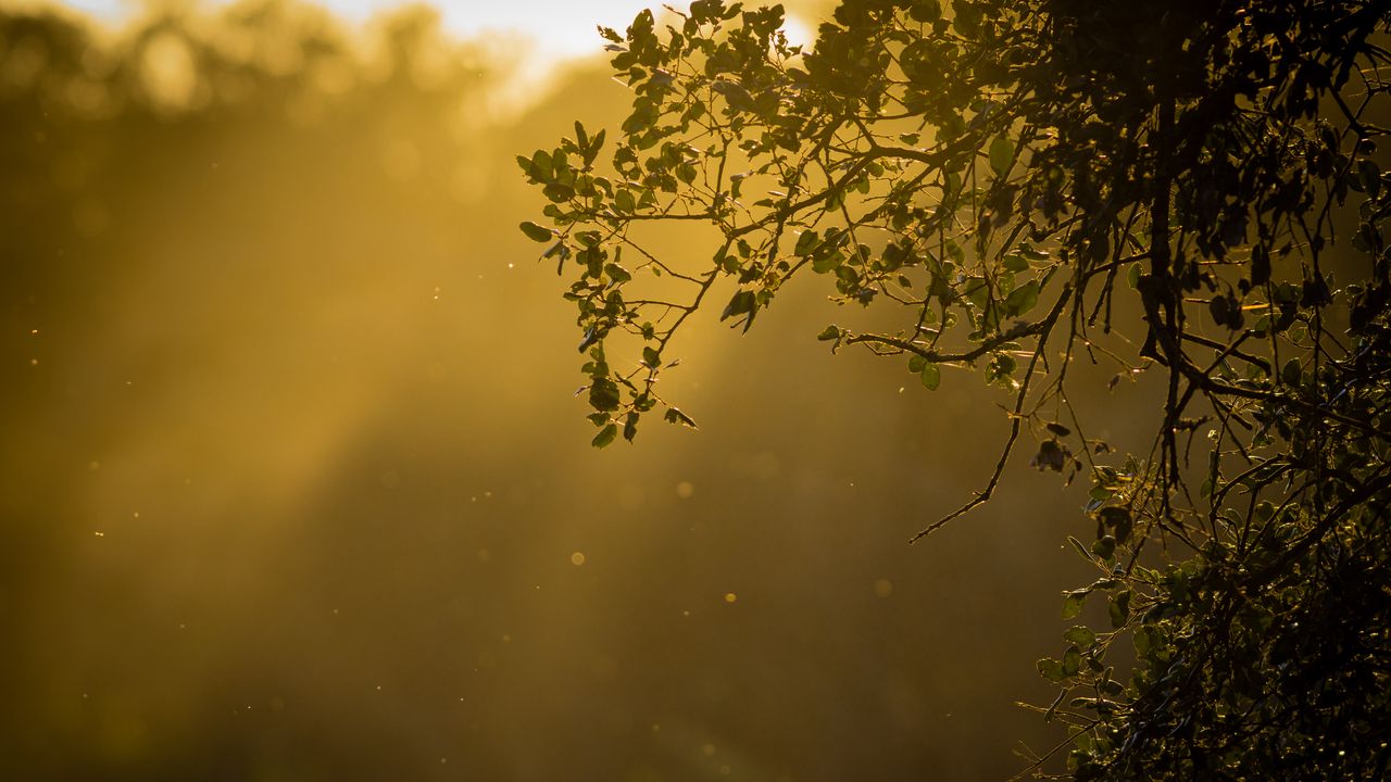 Wallpaper branch, glare, sun