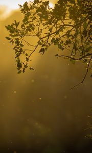 Preview wallpaper branch, glare, sun