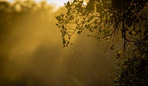 Preview wallpaper branch, glare, sun
