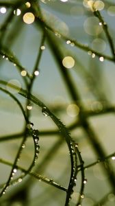 Preview wallpaper branch, grass, drops, dew