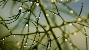 Preview wallpaper branch, grass, drops, dew