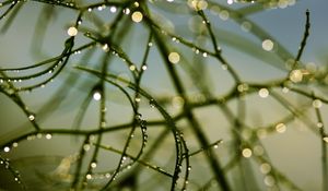 Preview wallpaper branch, grass, drops, dew