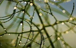 Preview wallpaper branch, grass, drops, dew