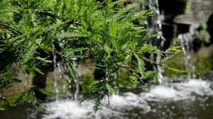 Preview wallpaper branch, green, water