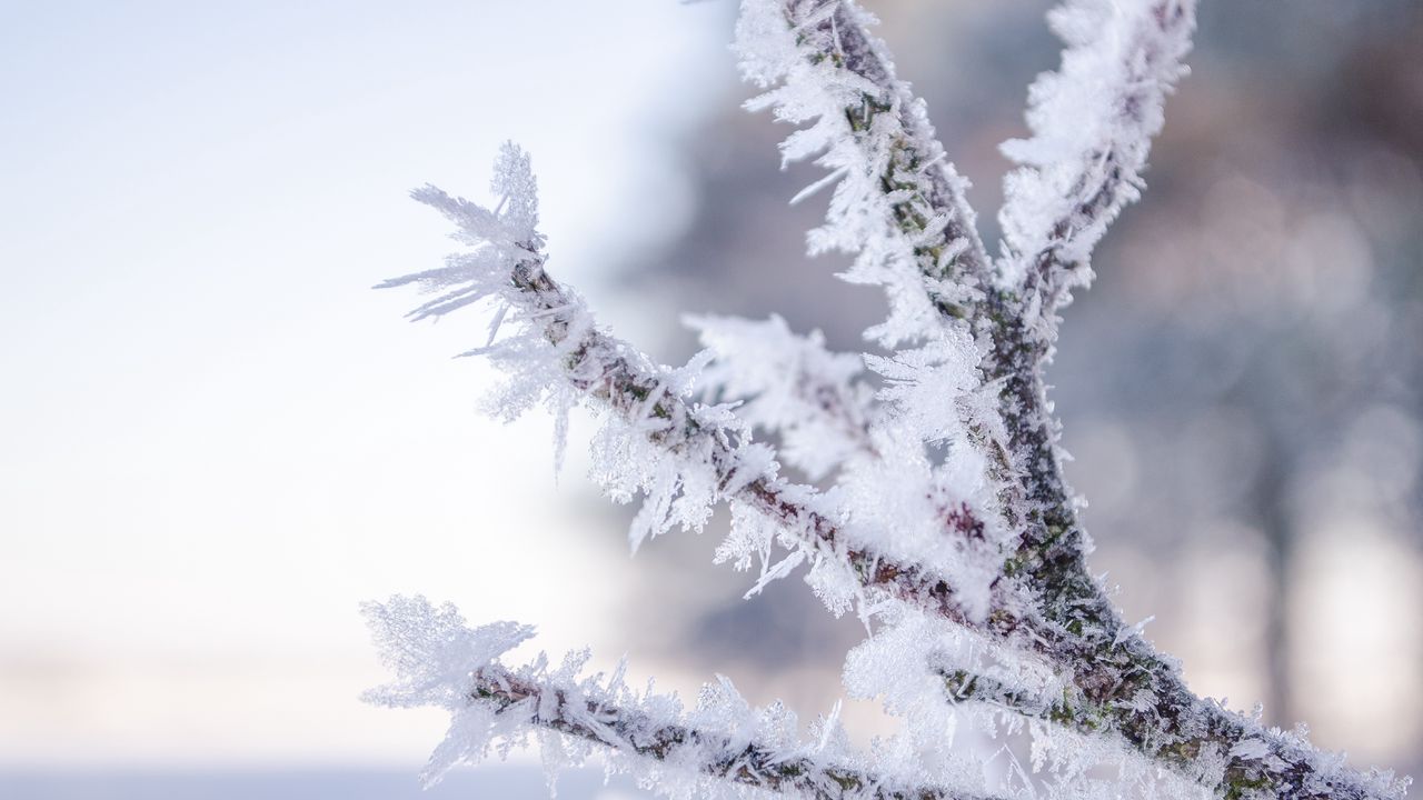 Wallpaper branch, hoarfrost, frost, snow