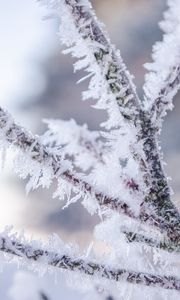 Preview wallpaper branch, hoarfrost, frost, snow