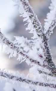Preview wallpaper branch, hoarfrost, frost, snow