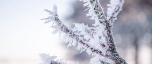 Preview wallpaper branch, hoarfrost, frost, snow