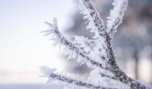 Preview wallpaper branch, hoarfrost, frost, snow