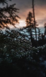 Preview wallpaper branch, ice, drops, blur, needles
