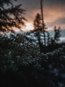 Preview wallpaper branch, ice, drops, blur, needles