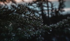 Preview wallpaper branch, ice, drops, blur, needles