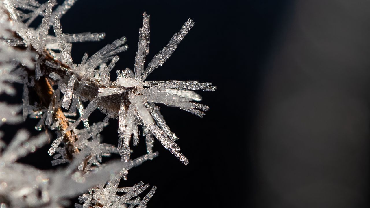 Wallpaper branch, ice, frost, macro