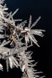 Preview wallpaper branch, ice, frost, macro