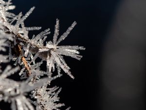 Preview wallpaper branch, ice, frost, macro