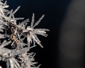 Preview wallpaper branch, ice, frost, macro