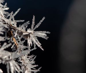 Preview wallpaper branch, ice, frost, macro