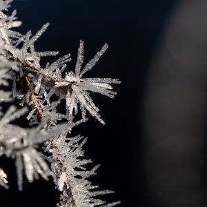 Preview wallpaper branch, ice, frost, macro