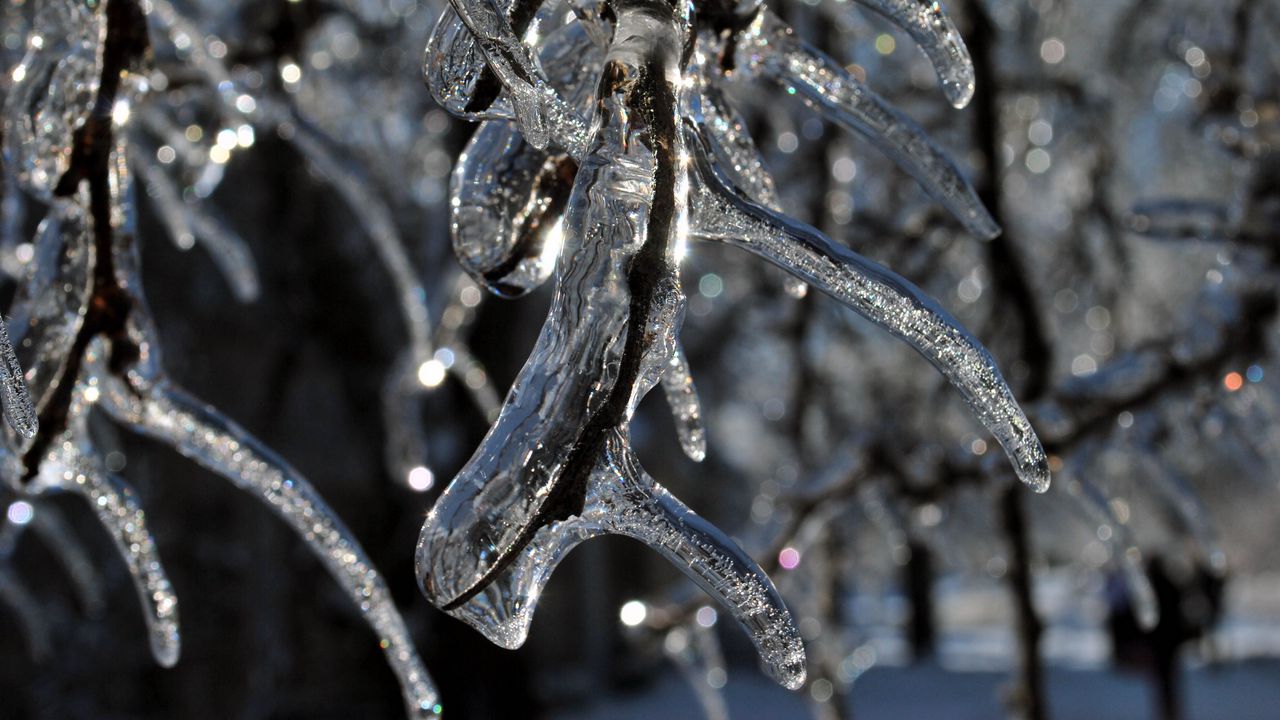 Wallpaper branch, ice, icicle, winter, macro