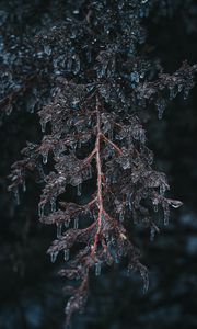 Preview wallpaper branch, ice, macro, frost, plant