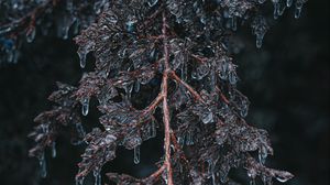 Preview wallpaper branch, ice, macro, frost, plant