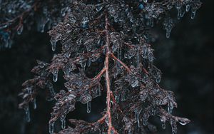 Preview wallpaper branch, ice, macro, frost, plant