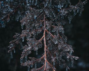 Preview wallpaper branch, ice, macro, frost, plant