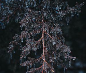 Preview wallpaper branch, ice, macro, frost, plant