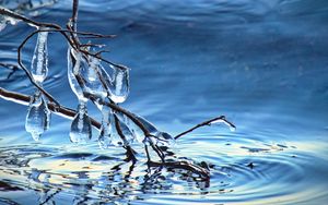 Preview wallpaper branch, ice, water, macro