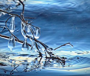Preview wallpaper branch, ice, water, macro