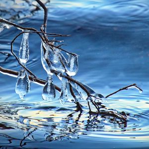 Preview wallpaper branch, ice, water, macro