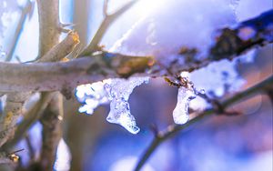 Preview wallpaper branch, ice, winter