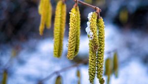 Preview wallpaper branch, inflorescence, blur, spring