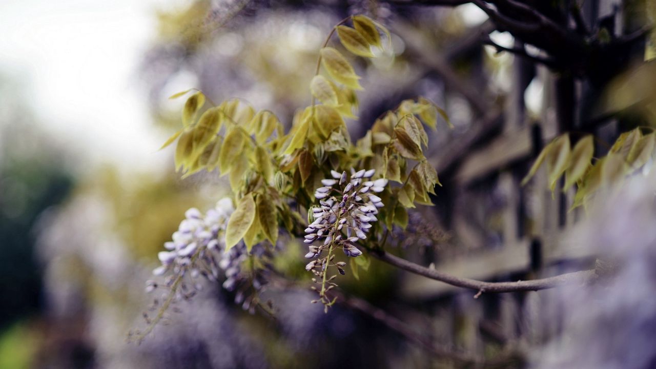 Wallpaper branch, inflorescence, leaves, flowering, summer