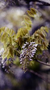 Preview wallpaper branch, inflorescence, leaves, flowering, summer