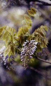 Preview wallpaper branch, inflorescence, leaves, flowering, summer