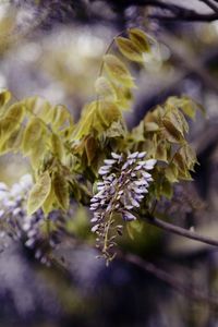 Preview wallpaper branch, inflorescence, leaves, flowering, summer