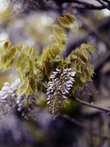 Preview wallpaper branch, inflorescence, leaves, flowering, summer