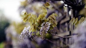 Preview wallpaper branch, inflorescence, leaves, flowering, summer