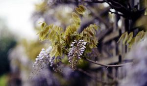 Preview wallpaper branch, inflorescence, leaves, flowering, summer