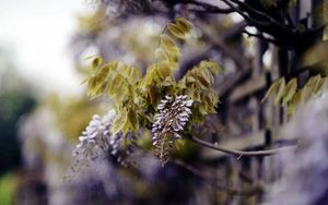 Preview wallpaper branch, inflorescence, leaves, flowering, summer