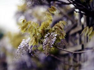 Preview wallpaper branch, inflorescence, leaves, flowering, summer