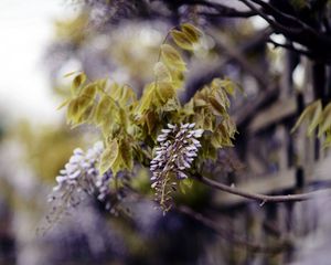 Preview wallpaper branch, inflorescence, leaves, flowering, summer