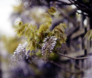 Preview wallpaper branch, inflorescence, leaves, flowering, summer