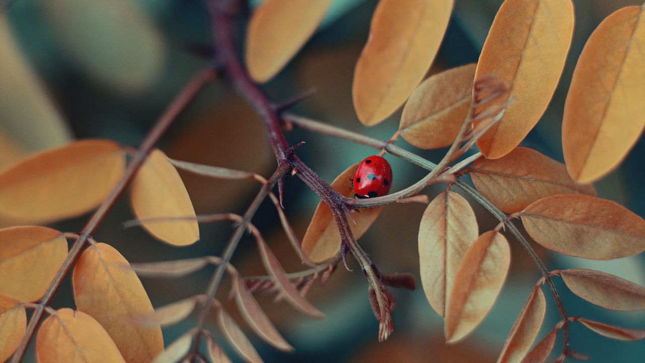 Wallpaper branch, ladybug, macro, insect, leaves