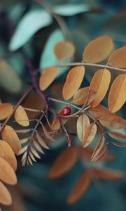 Preview wallpaper branch, ladybug, macro, insect, leaves