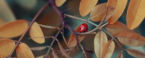 Preview wallpaper branch, ladybug, macro, insect, leaves