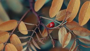 Preview wallpaper branch, ladybug, macro, insect, leaves