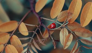 Preview wallpaper branch, ladybug, macro, insect, leaves