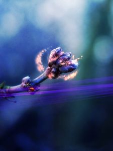 Preview wallpaper branch, ladybug, magic, light, shadow